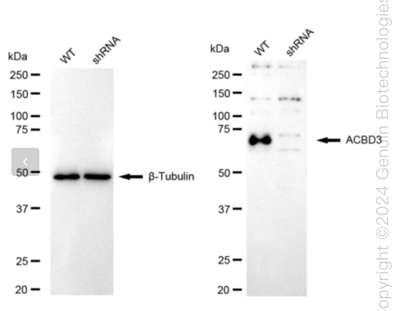 ACBD3 Human Knockdown Lysate