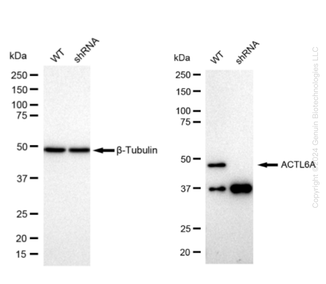 BAF53A (ACTL6A) Human Knockdown Lysate