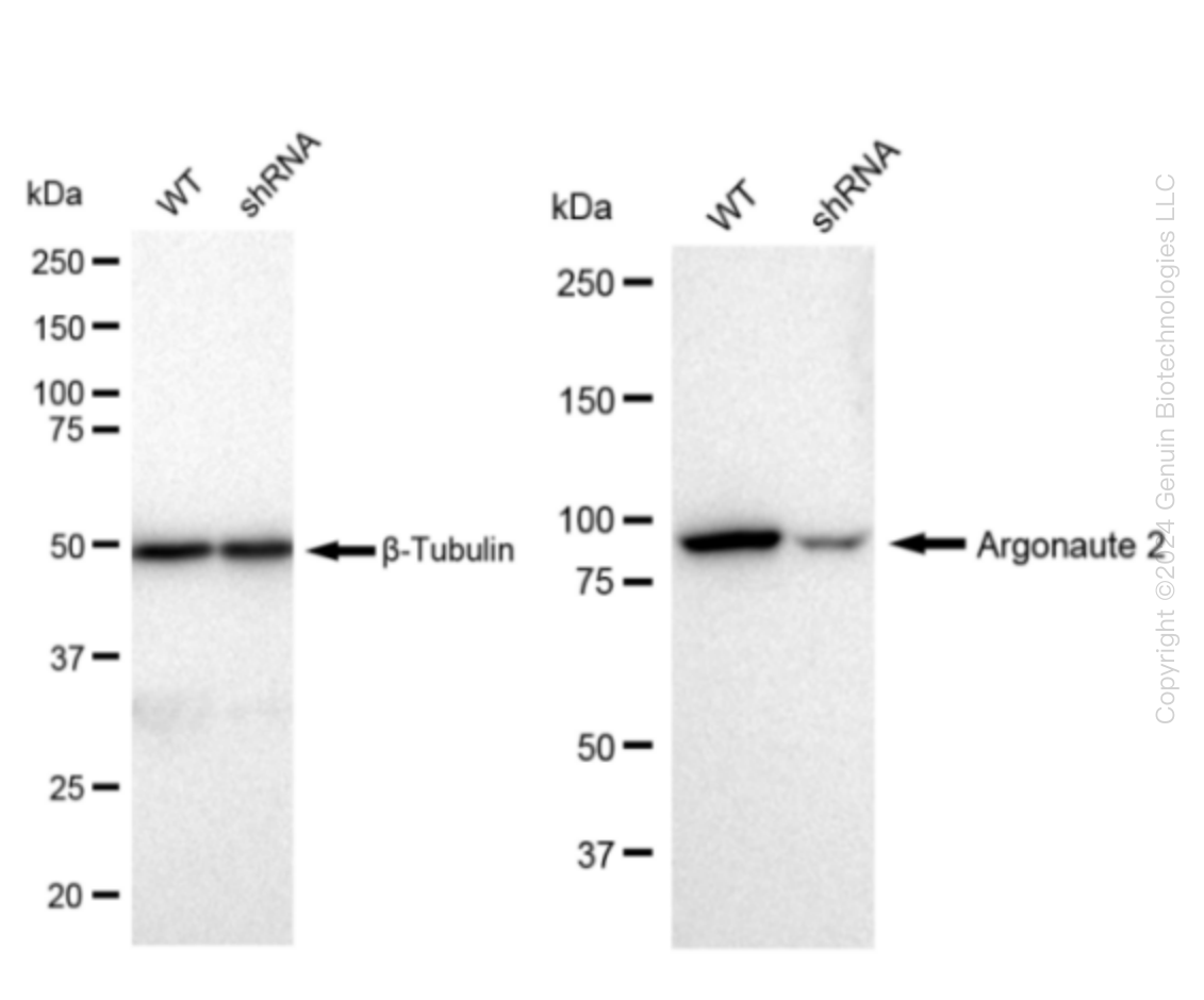 Argonaute 2 (AGO2) Human Knockdown Lysate