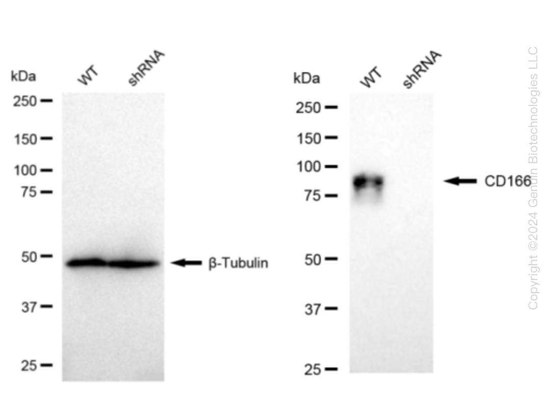 CD166 (ALCAM) Human Knockdown Lysate
