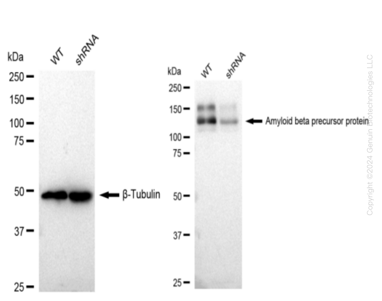 Western blotting analysis. APP protein expression in wild-type (WT) and shRNA knockdown (KD) HeLa cells was detected using Western blotting.  β-Tubulin α served as a loading control. The blots were incubated with primary antibodies (Cat#69660, 1:5,000) against APP and β-Tubulin , respectively, followed by incubating with HRP-conjugated goat anti-rabbit secondary antibody (Cat#201, 1:20,000). Images were developed using FeQ™ ECL Substrate Kit (Cat#226).
