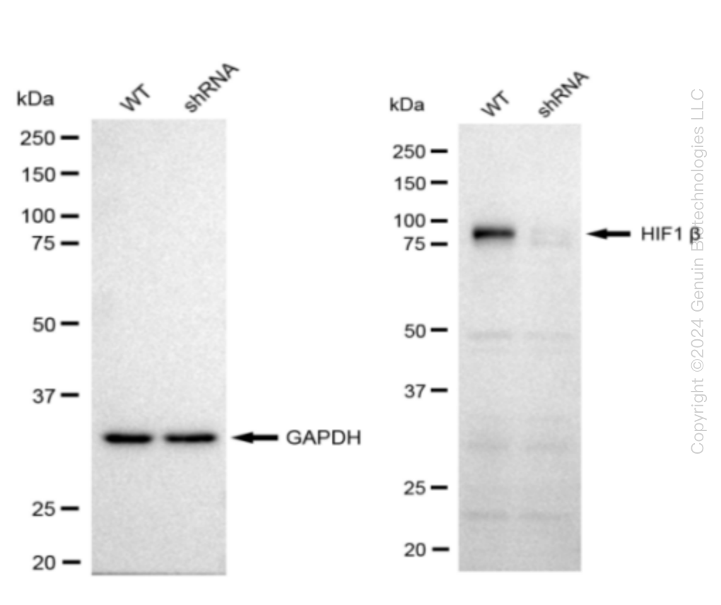 Western blotting analysis. ARNT protein expression in wild-type (WT) and shRNA knockdown (KD) HeLa cells was detected using Western blotting. β-Tubulin served as a loading control. The blots were incubated with primary antibodies against ARNT and β-Tubulin, respectively, followed by incubating with HRP-conjugated goat anti-rabbit secondary antibody. Images were developed using FeQ™ ECL Substrate Kit.