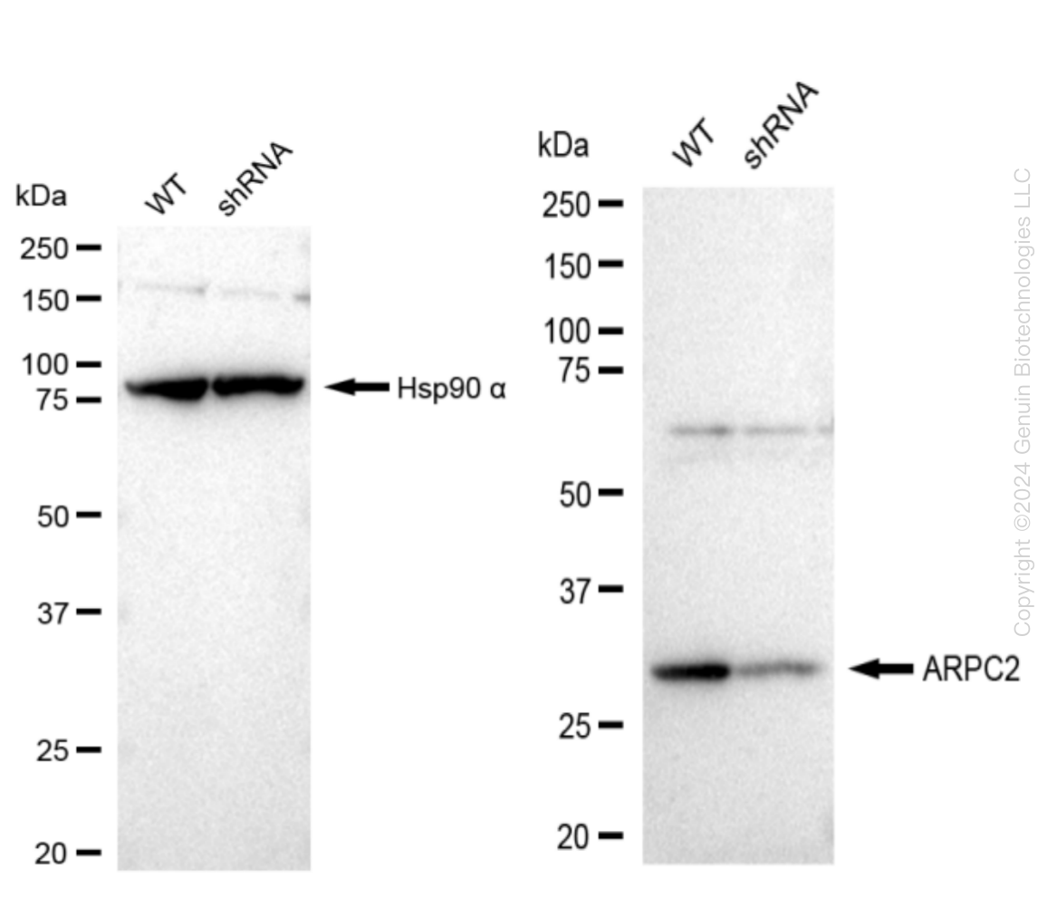 Western blotting analysis. ARPC2 protein expression in wild-type (WT) and shRNA knockdown (KD) HeLa cells was detected using Western blotting.    Hsp90 α served as a loading control. The blots were incubated with primary antibodies (Cat#61565, 1:5,000) against ARPC2 and Hsp90 α , respectively, followed by incubating with HRP-conjugated goat anti-rabbit secondary antibody (Cat#201, 1:20,000). Images were developed using FeQ™ ECL Substrate Kit (Cat#226).