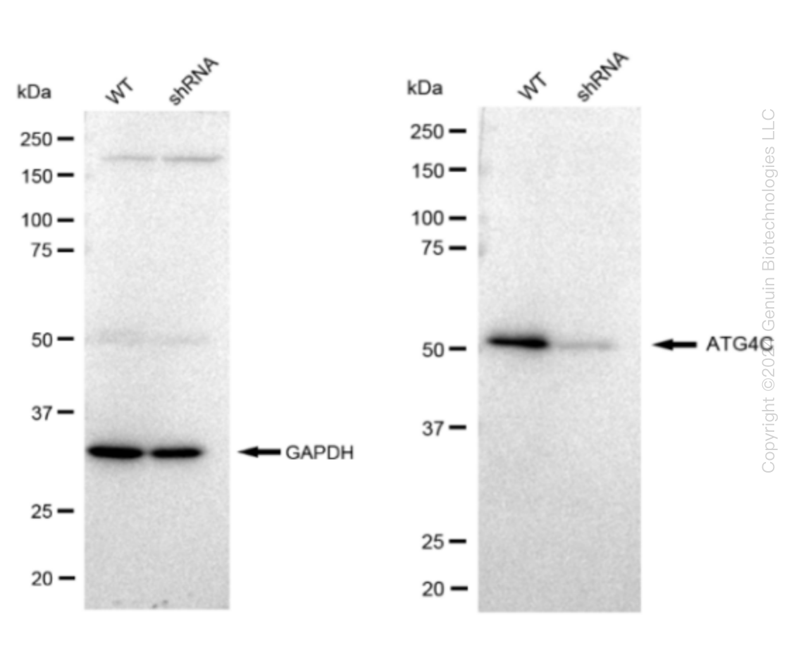 Western blotting analysis. ATG4°C protein expression in wild-type (WT) and shRNA knockdown (KD) HeLa cells was detected using Western blotting. GAPDH served as a loading control. The blots were incubated with primary antibodies (Cat#61741, 1:10,000) against ATG4°C and GAPDH, respectively, followed by incubating with HRP-conjugated goat anti-rabbit secondary antibody (Cat#201, 1:20,000). Images were developed using FeQ™ ECL Substrate Kit (Cat#226).