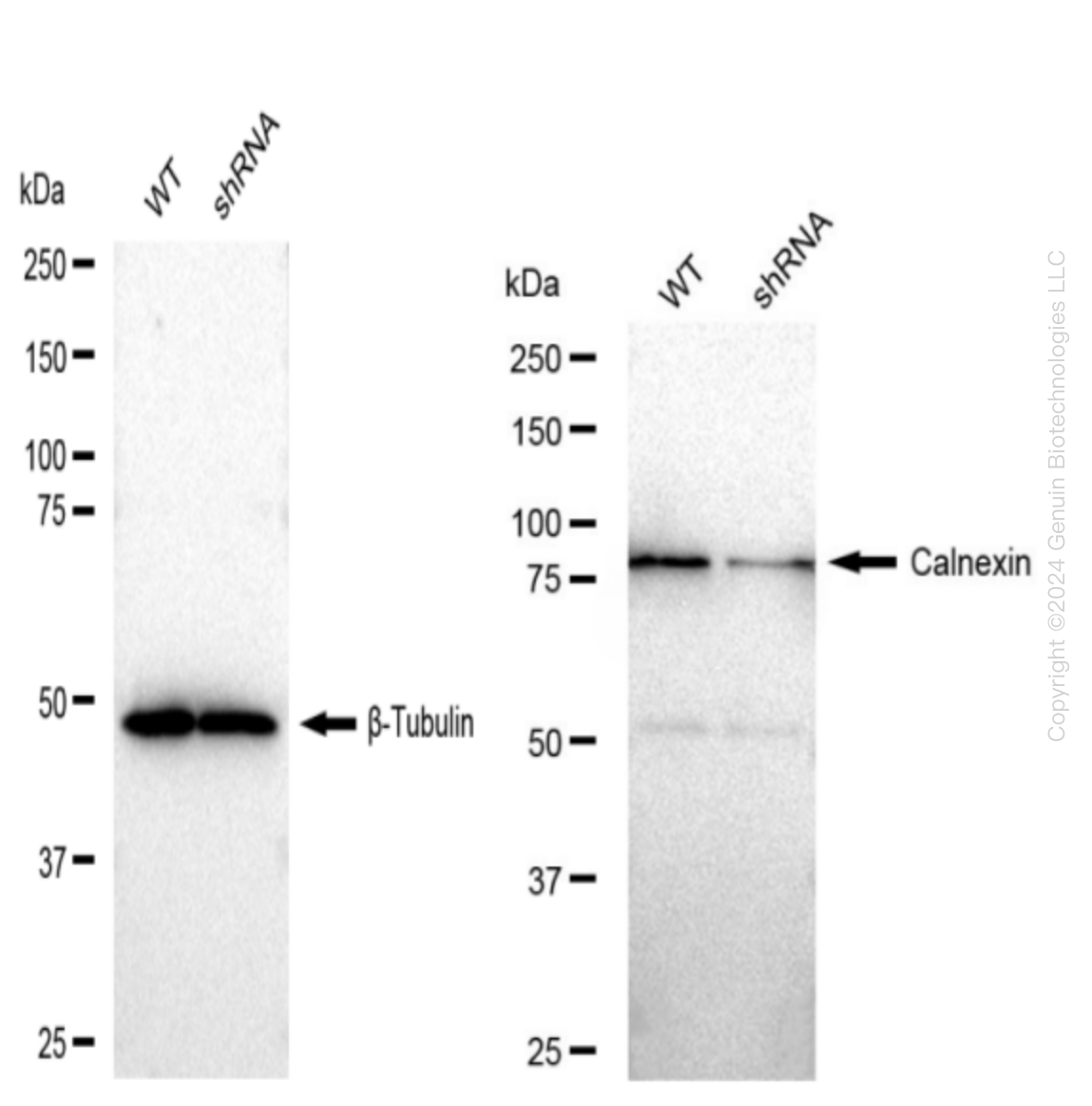 Western blotting analysis. CANX protein expression in wild-type (WT) and shRNA knockdown (KD) HeLa cells was detected using Western blotting. β-Tubulin served as a loading control. The blots were incubated with primary antibodies (Cat#61461, 1:5,000) against CANX and β-Tubulin , respectively, followed by incubating with HRP-conjugated goat anti-rabbit secondary antibody (Cat#201, 1:20,000). Images were developed using FeQ™ ECL Substrate Kit (Cat#226).