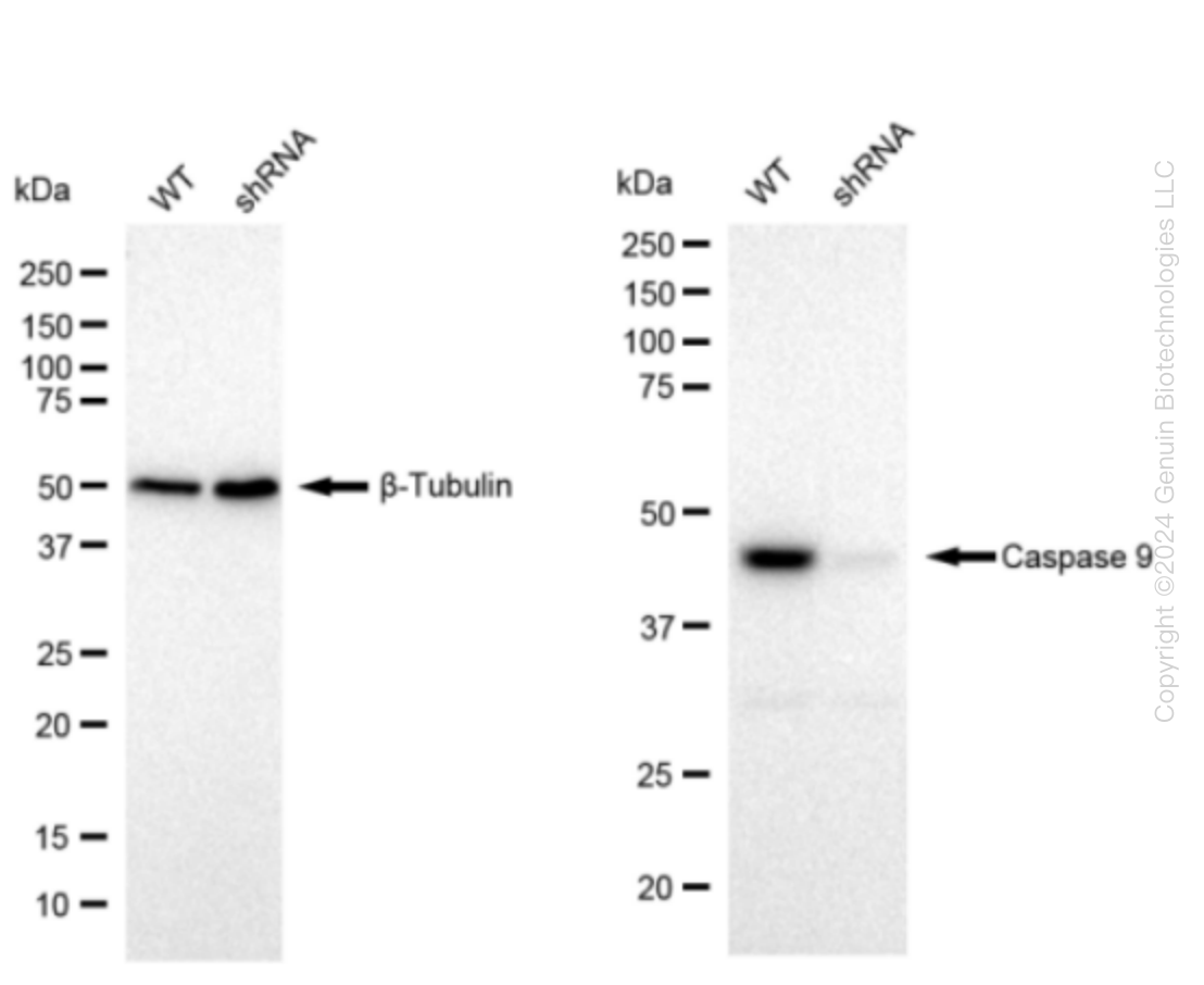 Caspase 9 (CASP9) Human Knockdown Lysate
