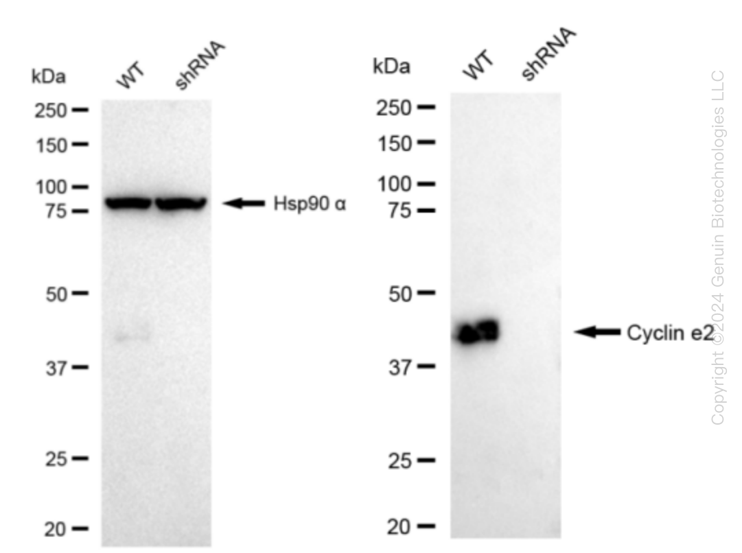 Cyclin E2 (CCNE2) Human Knockdown Lysate