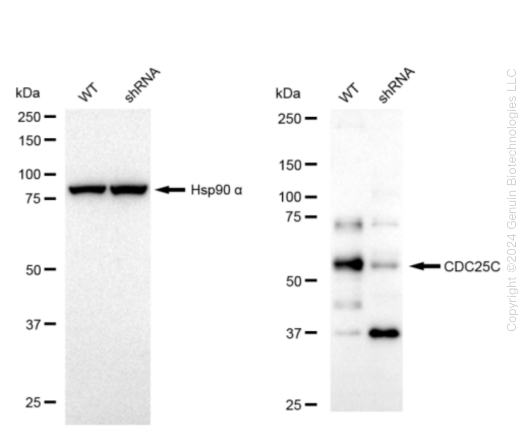 CDC25C Human Knockdown Lysate