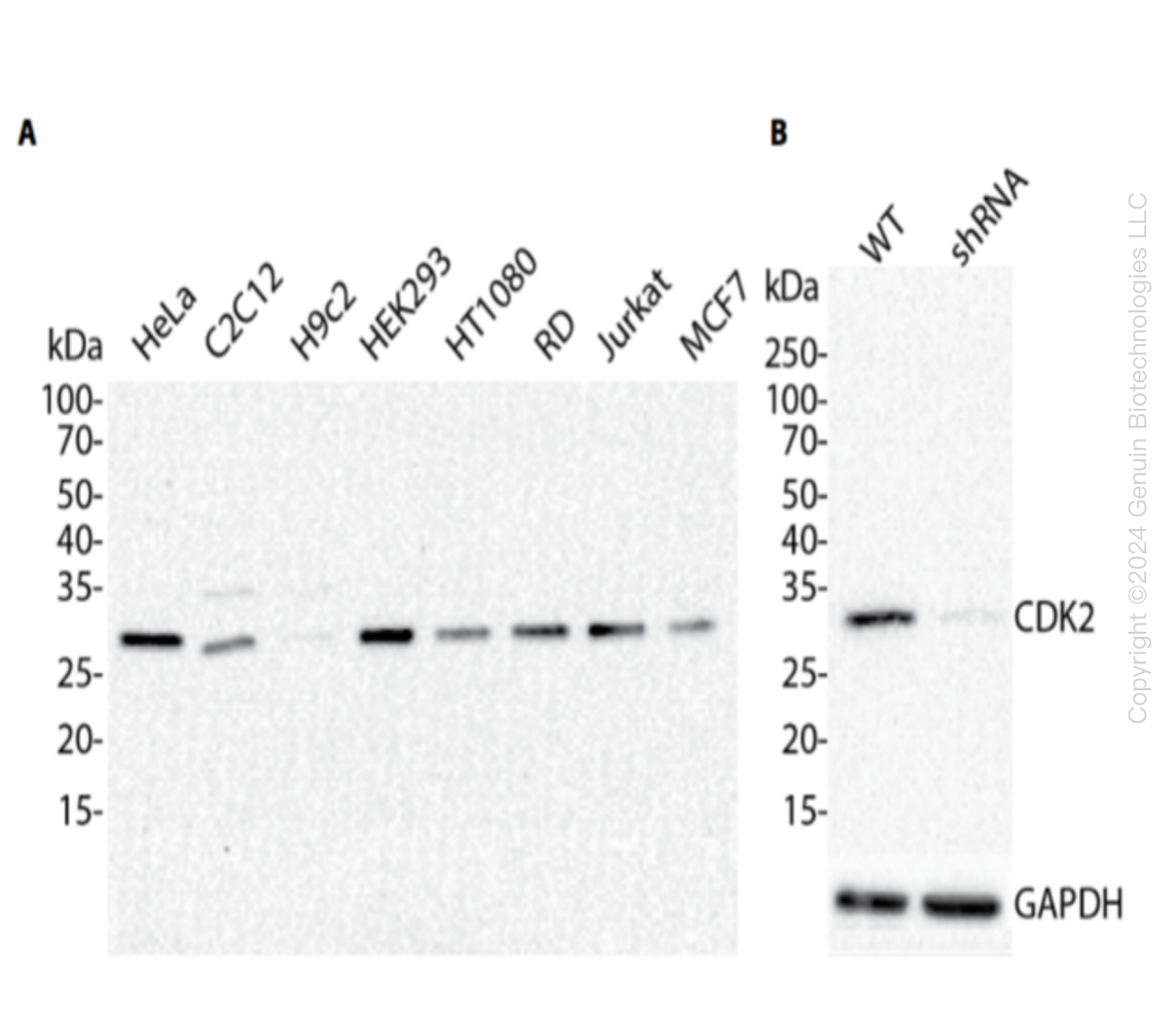 CDK2 Human Knockdown Lysate