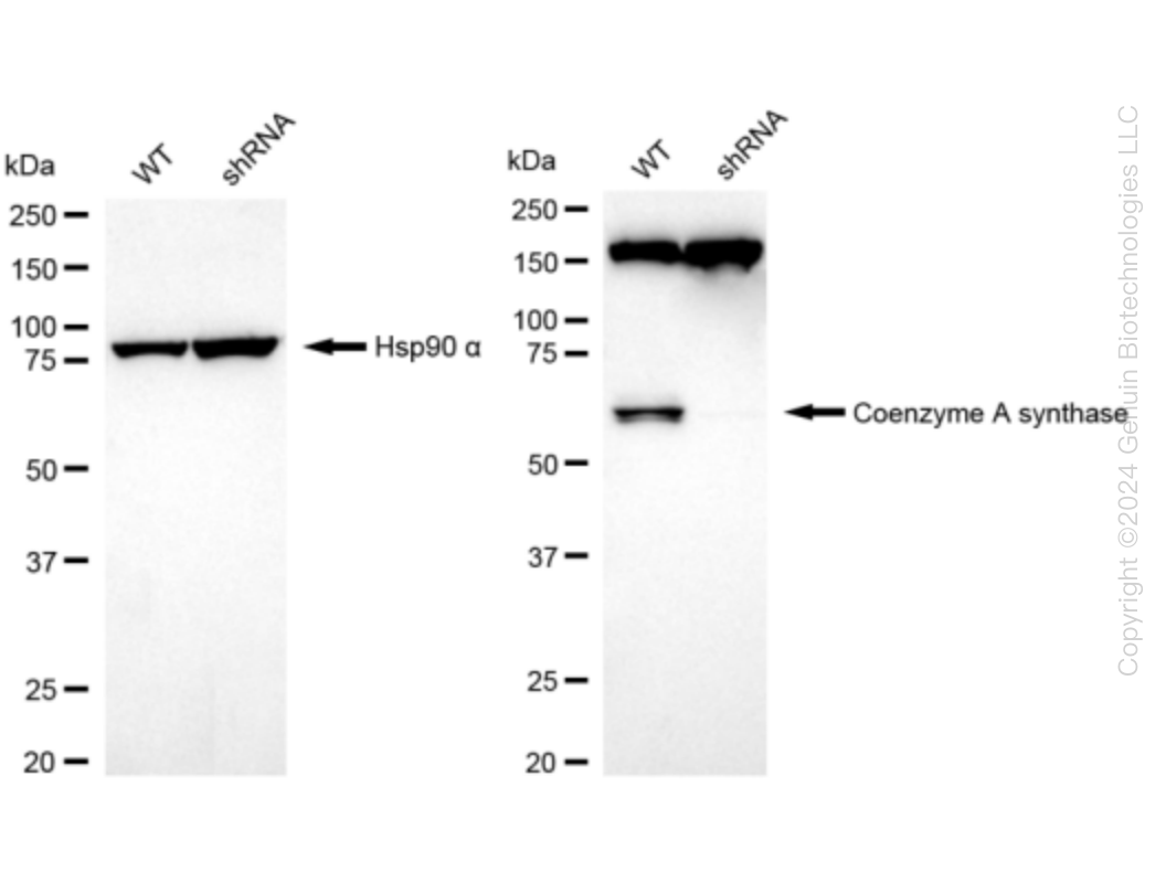COASY Human Knockdown Lysate