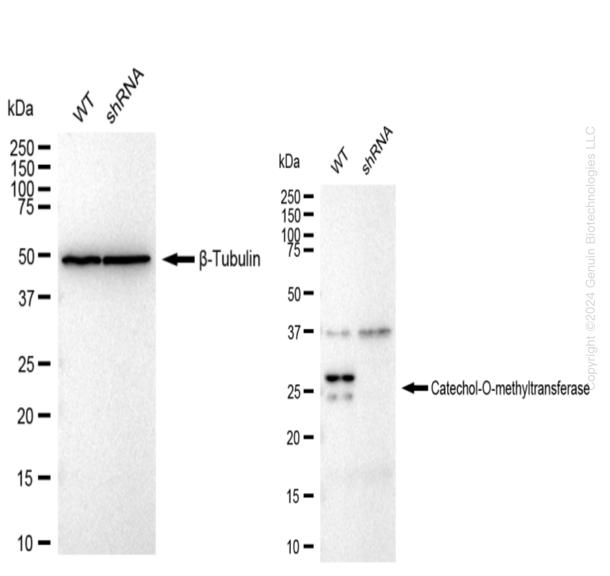 COMT Human Knockdown Lysate