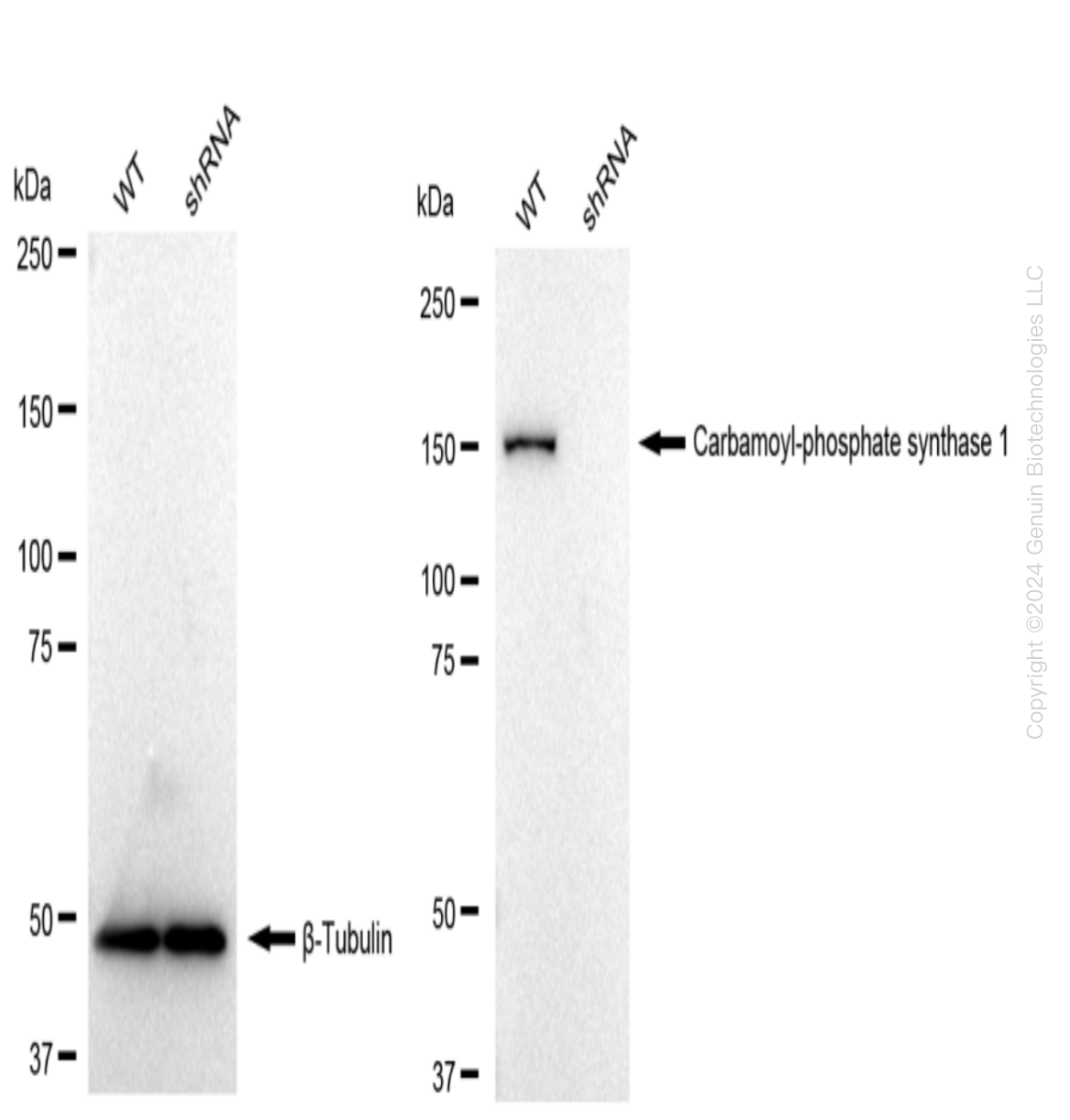 CPS1 Human Knockdown Lysate | LY300122 | OriGene Technologies Inc.