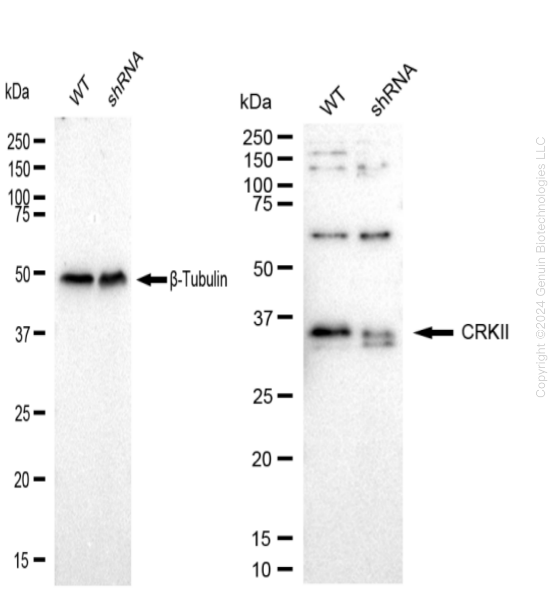 p38 (CRK) Human Knockdown Lysate