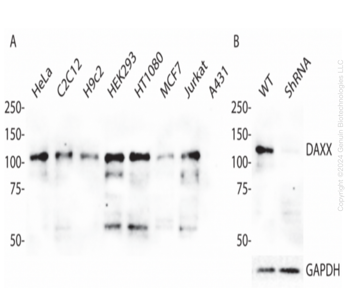 DAXX Human Knockdown Lysate