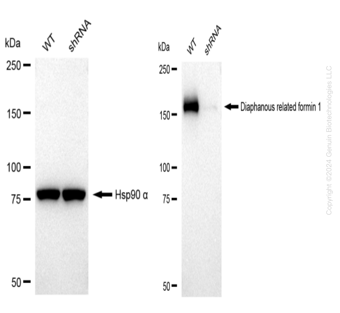 Western blotting analysis. DIAPH1 protein expression in wild-type (WT) and shRNA knockdown (KD) HeLa cells was detected using Western blotting. Hsp90 α served as a loading control. The blots were incubated with primary antibodies against DIAPH1 and  Hsp90 α, respectively, followed by incubating with HRP-conjugated goat anti-rabbit secondary antibody. Images were developed using FeQ™ ECL Substrate Kit.