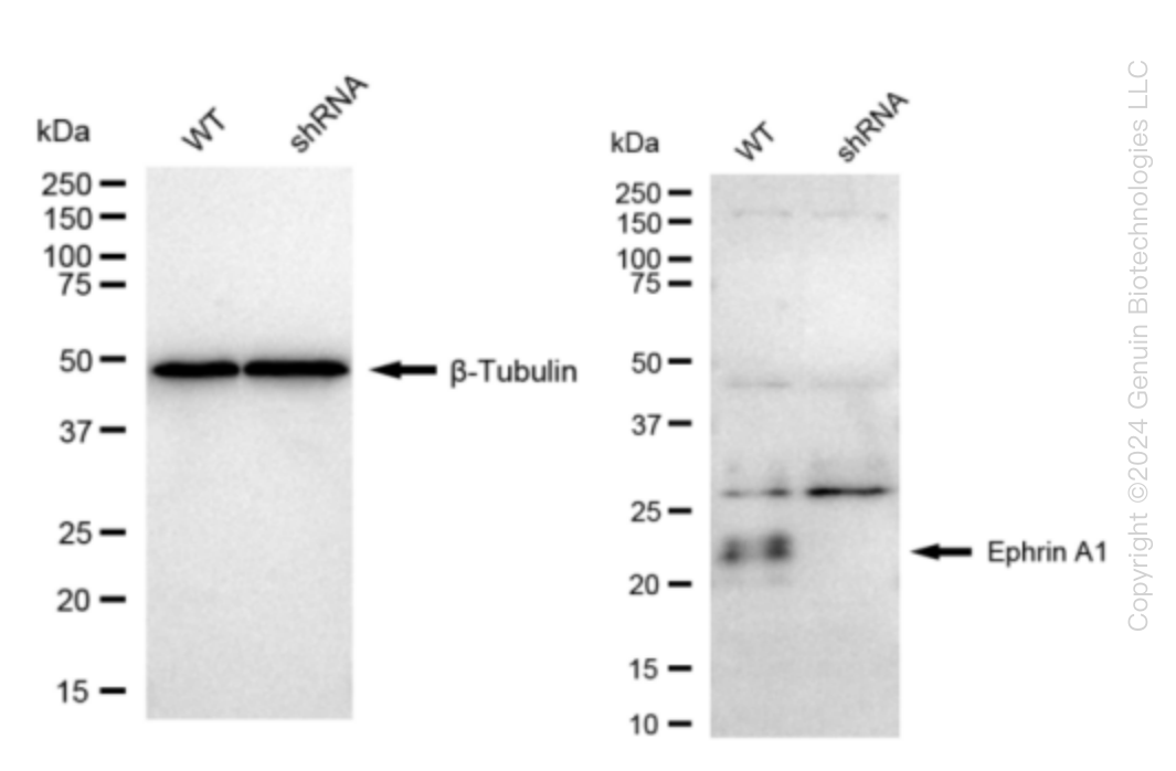 Ephrin A1 (EFNA1) Human Knockdown Lysate