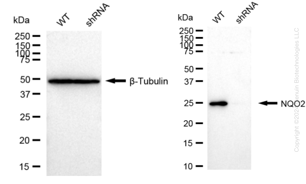 NQO2 Human Knockdown Lysate - image 1