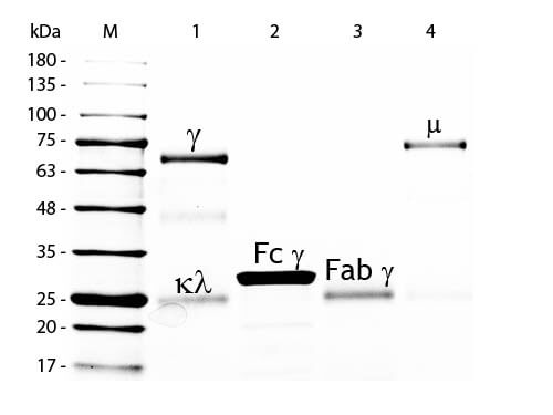 SDS-PAGE of Chicken IgG/IgY Whole Molecule Rhodamine Conjugated (p/n 003-0002). Lane M: 5 µL Opal Prestained Marker (p/n MB-210-0500). Lane 1: Reduced Chicken IgG Whole Molecule Rhodamine Conjugated (p/n 003-0002). Lane 2: Reduced Chicken IgG F(c) Fragment (p/n 003-0103). Lane 3: Reduced Chicken IgG Fab Fragment (p/n 003-0105). Lane 4: Reduced Chicken IgM Whole Molecule (p/n 003-0107). Load: 1 µg per lane. Predicted/Observed size: IgG at 72 and 25 kDa; F(c) at 25 kDa; Fab at 25 kDa; IgM at 75 kDa. Observed F(c) Fragment migrates slightly higher. Other bands: Chicken IgG heavy chain alternative splicing variant at approximately 40 kDa in Lane 1.