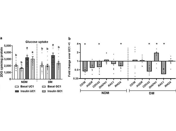 Glycated collagen 1 regulates adipocyte insulin signaling and Rho and AGE scavenger receptor expression. Preadipocytes from human VAT were differentiated into mature adipocytes in 2D culture +/− unglycated or glycated recombinant human collagen 1 (UC1, GC1), then studied with glucose uptake assay or RT-qPCR. (a) Glucose uptake in non-stimulated (basal) or insulin-stimulated conditions. Ordinate: mean glucose uptake measured by 3H-2D-glucose in cell lysates (cpm) normalized to cell lysate protein concentration (mg/ml); bars with different letters indicate P 