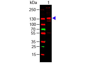 Western Blot of COLLAGEN III.  Lane 1:  Human Collagen III.   Load:  100 ng per lane.  Primary antibody: Collagen III Antibody (p/n 600-401-105) at 1:1000 o/n at 4°C.  Secondary antibody:  DyLight™ 649 Goat anti-rabbit (p/n 611-143-002) at 1:20,000 for 30 min at RT.  Block:  MB-070 for 30 min at RT.  Predicted/Observed size:  138 kDa, 138 kDa.