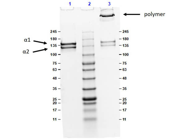 Collagen type V Bovine Protein