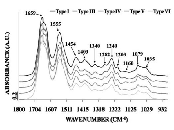 Fourier-transform infrared (FTIR) spectroscopy. 
Mean FTIR spectra of the five collagen types. Maximal intensity.
Fig. 2. PMID: 19685340.