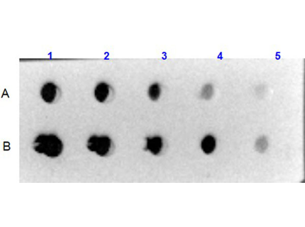 Dot Blot results using Rabbit Anti-Collagen VI Antibody. 
Sample: A) Human Collagen VI (p/n 009-001-108), B) Bovine/Human Collagen VI (p/n RA012).
Load: 1) 1000ng, 2) 333.33ng, 3) 111.11ng, 4) 37.03ng, 5) 12.35ng.
Primary Antibody: Rabbit Anti-Collagen VI antibody (p/n 600-401-108) at 5µg/mL at RT for 1hr. 
Secondary Antibody: Goat Anti-Rabbit IgG HRP Conjugated (p/n 611-1302) 1:40,000 at RT for 30mins. 
Blocking: BlockOut® Universal Blocking Buffer (p/n MB-073) at RT for 30mins.