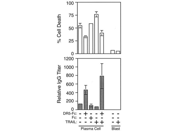 TRAIL-mediated apoptosis of human plasma cells. Top, Control CESS cells (blast) or IL-6-differentiated plasma cells were cultured for 24 h in the presence or absence of 1.0 μg/ml TRAIL, DR5-Fc, or the Fc portion of human IgG. Cell viability was determined by trypan blue exclusion, and the percent of plasma cell death was calculated by dividing the number of dead plasma cells by the total number of plasma cells in the culture. Bottom, ELISA of IgG secretion in the corresponding culture medium. Data represent the relative IgG titer required to obtain a single OD value that lies within the linear range. Data represent three independent cell populations from one experiment. Three independent experiments were performed with similar results. Fig 3. PMID: 12421926.
