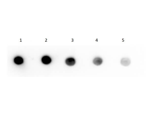 Dot Blot of Human IgG F(c) Fragment Biotin Conjugated.  Human IgG F(c) Biotin Conjugate (1) 100ng, (2) 33.33ng, (3) 11.11ng, (4) 3.70ng, (5) 1.23ng.  Primary Antibody: none.  Secondary Antibody: Streptavidin HRP (p/n S000-03) at 1:40,000 for 30 mins at RT.  Block: BlockOut buffer (p/n MB-073) at RT for 30 mins.  Exposure: 1 sec.