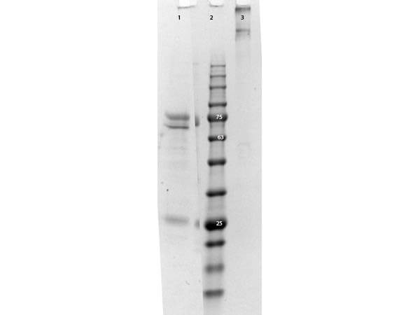 SDS-PAGE of CAT IgM. Lane 1: 1X Reduced Cat IgM. Lane 2: Opal Pre-stained Standard MB-210-0500. Lane 3: 1X Non-reduced Cat IgM. 4-20% SDS-PAGE, Coomassie Stained.