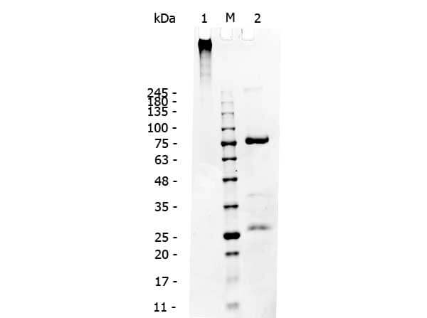 SDS-PAGE of Dog IgM. Lane 1: Non-Reduced Human IgG. Lane 2: 5µL OPAL Pre-stained Marker MB-210-0500. Lane 3: Reduced Dog IgM. Load: 1µg per lane. Predicted/Observed size: Non-reduced 900 kDa, Reduced at 75, 25 kDa.