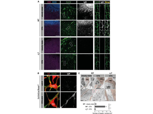 IgM localizes within the conduit system of reactive LNs. (A) Confocal imaging of reactive and steady state auricular LNs from WT (C57BL/6J) or B cell–deficient (JHT) mice, 10 d after intradermal CFA immunization in the ears. Sections were stained for CD3, B220, collagen IV (col.IV), and IgM. Insets display high-magnification views of collagen IV+ conduits in the T cell zone. Bars, 100 µm (left panels); 10 µm (right panels). Data are representative of three experiments (two mice per condition and experiment). (B) Confocal imaging of auricular dLNs and contralateral ndLNs from Ccl19-Cre:RosatdT mice, 10 d after intradermal CFA injection in one ear. Sections were stained for collagen IV and IgM. tdT, tdTomato. Bars, 5 µm. Pictures are representative of three experiments (two mice per experiment). (C) Representative EM pictures of FRCs and conduits in steady state and auricular reactive LNs of WT and JHT mice, 10 d after intradermal CFA injection in one ear. Ultrathin sections were stained with 6-nm gold nanobeads specific for mouse IgM (highlighted with arrowheads), and the average number of beads located in the conduit lumen was evaluated for each condition. Bars, 2 µm (upper panels); 200 nm (lower panels). Data are representative of two experiments (one individual per condition and experiment). Results are expressed as mean ± SEM. *, P < 0.05; ****, P < 0.0001. Figure 1. PMID: 30429248.