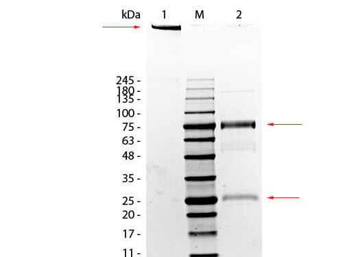 Rat IgM Rat Protein