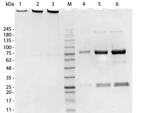 SDS-PAGE of Swine IgM Whole Molecule. Lane 1: Swine IgM, 1.0 µg, Non-reduced. Lane 2: Swine IgM, 5.0 µg, Non-reduced. Lane 3: Swine IgM, 10.0 µg, Non-reduced. M: Opal Pre-stained Marker (MB-210-0500).  Lane 4: Swine IgM, 1.0 µg, Reduced. Lane 5: Swine IgM, 5.0 µg, Reduced. Lane 6: Swine IgM, 10.0 µg, Reduced.  Predicted/Observed size - Non-Reduced: 900 kDa, Reduced - 75, 25 kDa.