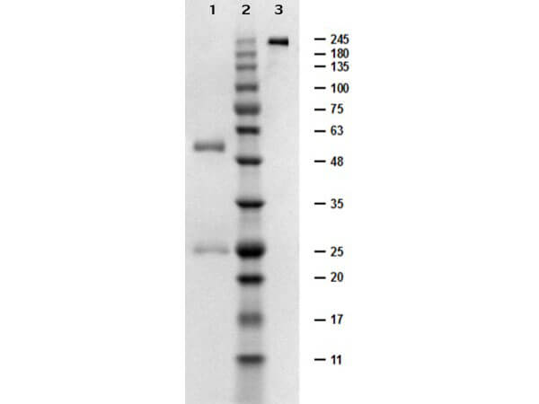 Normal Mouse IgG Mouse Protein
