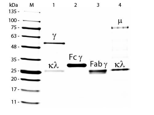 SDS-PAGE of Goat IgG Whole Molecule Rhodamine Conjugated (p/n 005-0002). Lane M: 5 µL Opal Prestained Marker (p/n MB-210-0500). Lane 1: Reduced Goat IgG Whole Molecule Rhodamine Conjugated (p/n 005-0002). Lane 2: Reduced Goat IgG F(c) Fragment (p/n 005-0103). Lane 3: Reduced Goat IgG F(ab) Fragment (p/n 005-0105). Lane 4: Reduced Goat IgM Whole Molecule (p/n 005-0107). Load: 1 µg for IgG, F(c) and F(ab); 3 µg for IgM. Predicted/Observed size: IgG at 50 and 25 kDa; F(c) at 25 kDa; F(ab) at 25 kDa; IgM at 70 and 23 kDa. Observed F(c) Fragment migrates slightly higher.