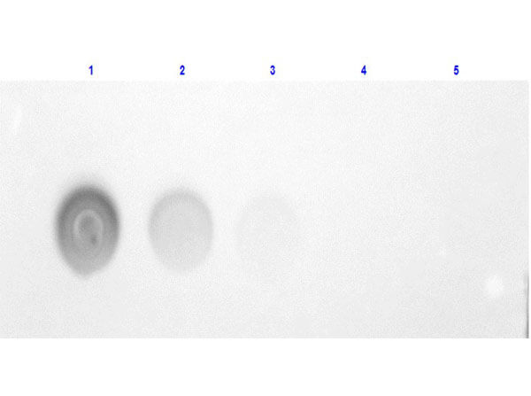 Dot Blot for HUMAN ALBUMIN-Fluorescein Conjugated. Lane 1: Human Albumin FITC (100ng).  Lane 2-5: serial dilution 3 fold.  Primary Antibody: none.  Secondary Antibody: none.  Block: MB-070 at RT for 30 minutes.