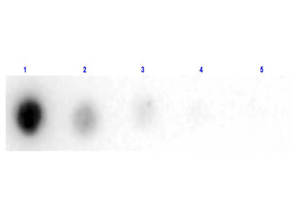 Dot Blot of Human Albumin Peroxidase Conjugated. Lane 1: 100ng human Albumin HRP Conjugated. Lane 2-5: serial dilution 3 fold starting. Primary Antibody: none.  Secondary Antibody: none.  Block: MB-070 30 min at RT.