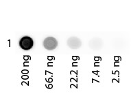 Dot Blot of Human Albumin Rhodamine Conjugated.   Antigen:  Rhodamine Conjugated Human Albumin.   Load:  3-fold serial dilution starting at 200 ng. Primary antibody:  None. Secondary antibody:  None. Block:  MB-070 for 1 H at RT.