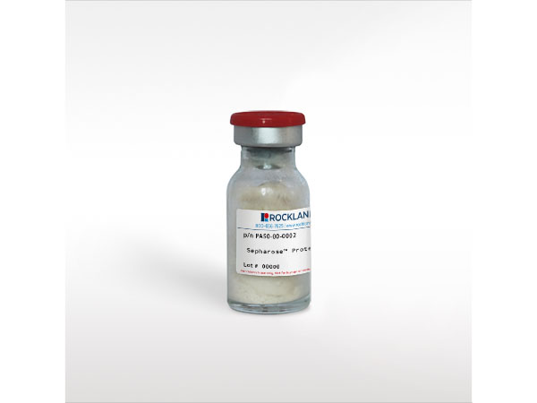 Protein A (Sepharose) Staphylococcus aureus Protein