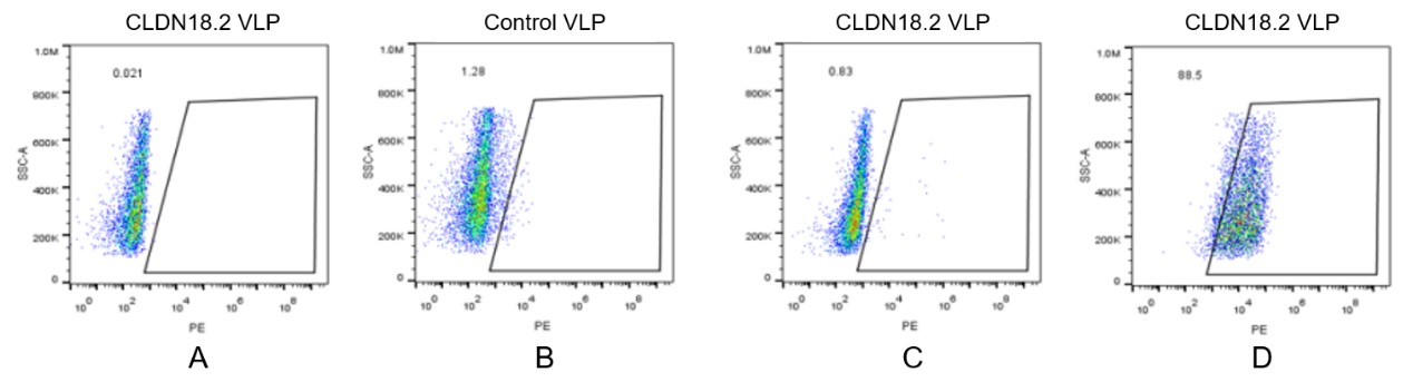 CLDN18.2 Human Recombinant Protein, Virus-like Particle