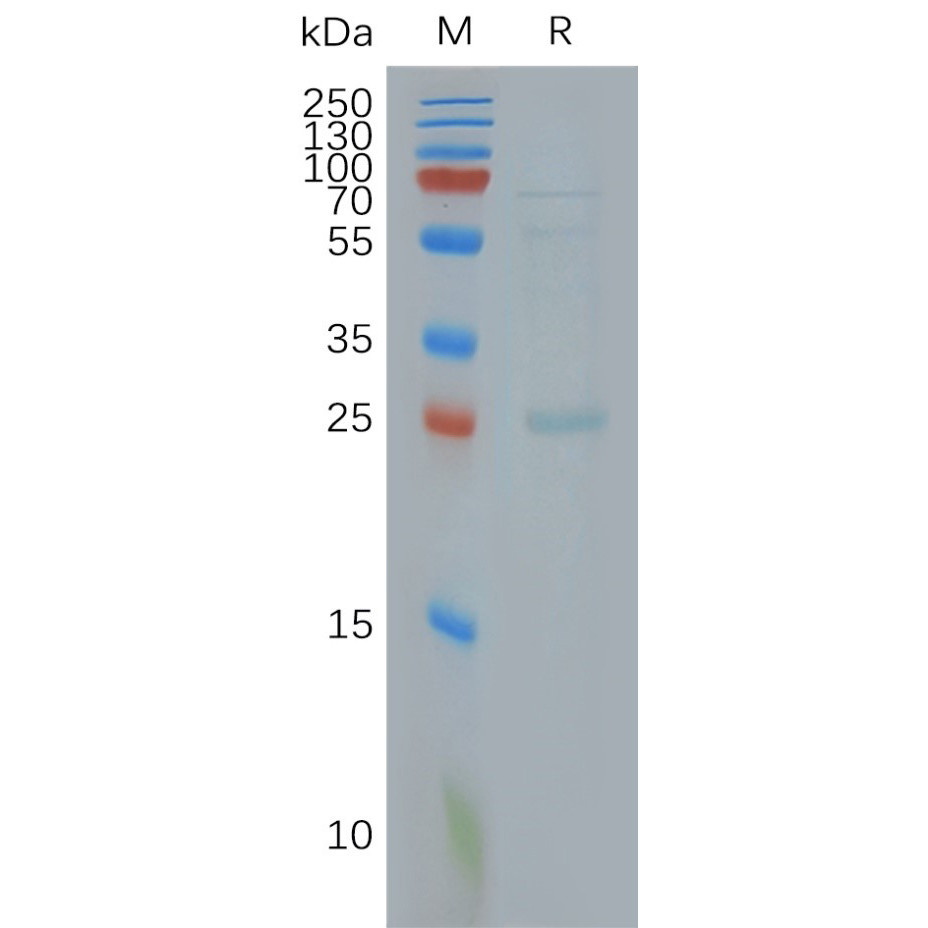 Figure 2. Human CLDN18.2-Nanodisc, Flag Tag on SDS-PAGE