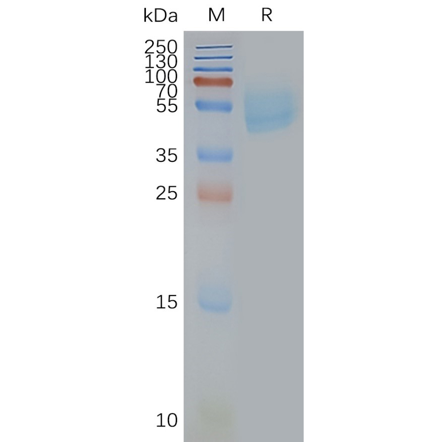 ADORA2A Human Recombinant Protein, Synthetic Nanodisc