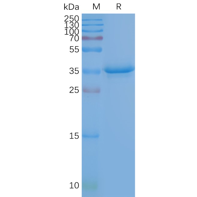 Figure 2. Human CD20-Nanodisc, Flag Tag on SDS-PAGE