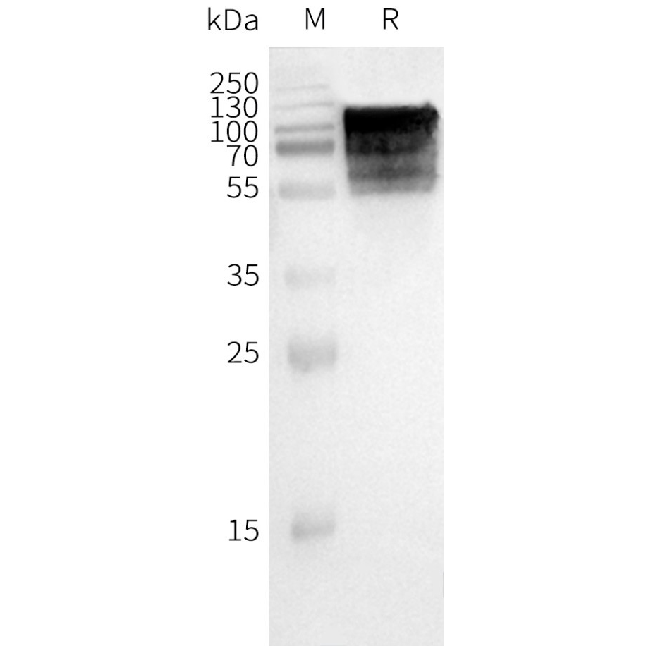 GPR75 Human Recombinant Protein, Synthetic Nanodisc