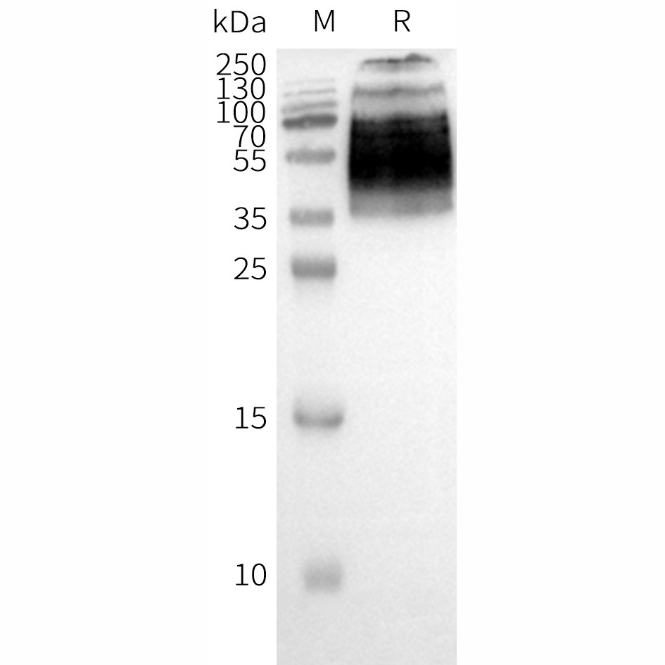 Figure 2. WB analysis of Human F2RL1-Nanodisc with anti-Flag monoclonal antibody at 1/5000 dilution, followed by Goat Anti-Rabbit IgG HRP at 1/5000 dilution