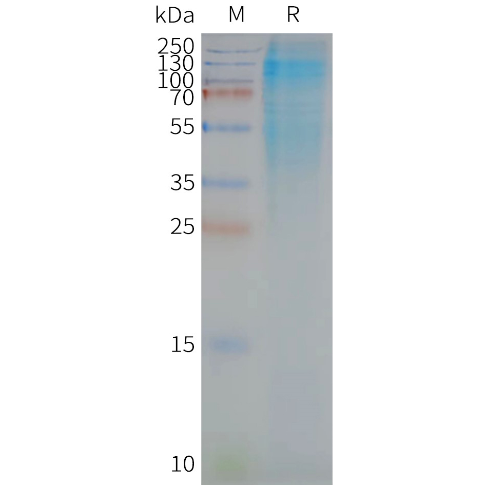 CD37 Human Recombinant Protein, Synthetic Nanodisc