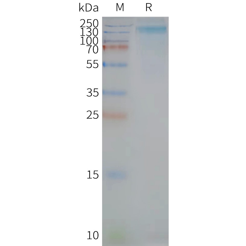 PROM1 Human Recombinant Protein, Synthetic Nanodisc
