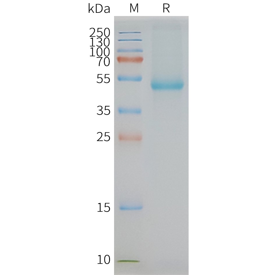 SLC7A11 Human Recombinant Protein, Synthetic Nanodisc