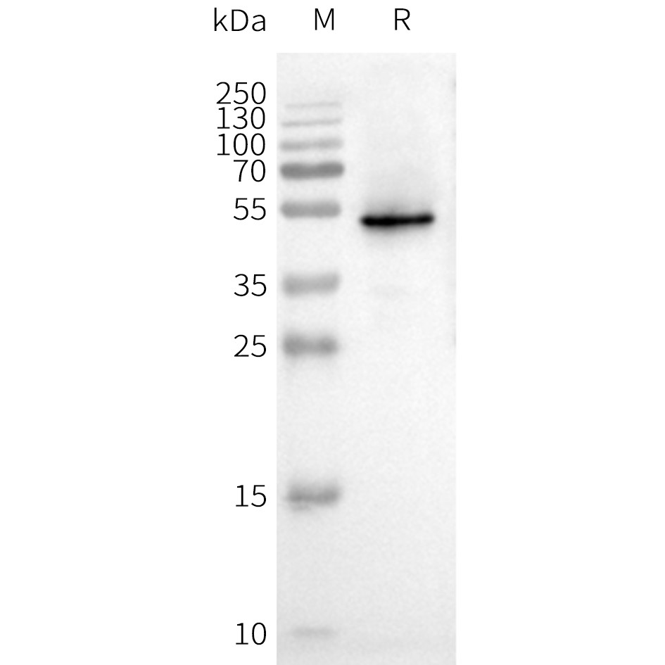 CXCR3 Human Recombinant Protein, Synthetic Nanodisc